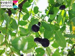 Maybe you would like to learn more about one of these? Manfaat Buah Tinta Bagi Kesehatan Eventkampus Com