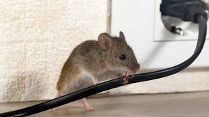 Do Ultrasonic Pest Repellents Really Work Today S Homeowner