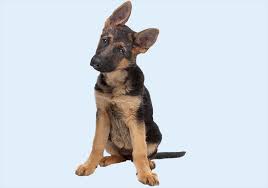 German shepherd puppies available for sale in colorado from top breeders and individuals. German Shepherd Puppies Buy Puppy In Dubai Happy Paws Dubai