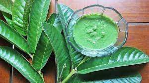 Selain itu, vitamin a juga diperlukan untuk. Dapat Mengatasi Keriput Ini 4 Manfaat Daun Jambu Biji Bagi Kesehatan Kulit Serambi Indonesia