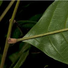 Image result for Lecaniodiscus