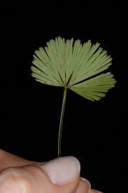 Image result for Actiniopteris semiflabellata