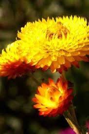 Maybe you would like to learn more about one of these? 230 Best Yellow Flowers Names Ideas Yellow Flowers Names Yellow Flowers Perennials