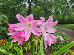Image result for Crinum walteri