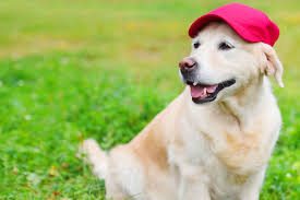 They often evaluate the situation before just jumping in. Baseball Related Dog Names Popular Male And Female Names Wag