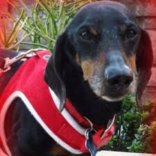 Full review of canna pet cbd dog and cat products and coupon code. The Ultimate Canna Pet Cbd Oil Review Benefits And Side Effects Faro