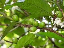 Image result for Coffea mufindiensis