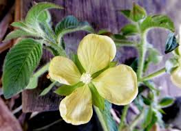 Image result for Ludwigia erecta