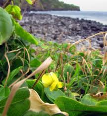 Image result for Chamaecrista zambesica