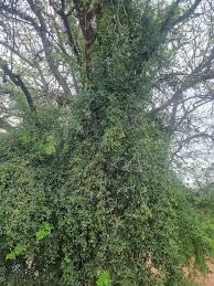 Image result for Maerua juncea