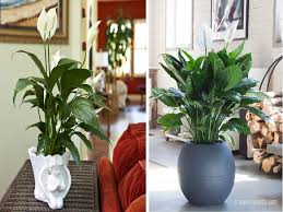 Wide selection of potted plants for delivery throughout malaysia. 9 Indoor Plants You Can T Kill So Easily Atap Co