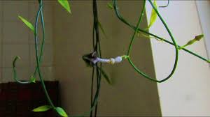 Image result for Ceropegia nilotica