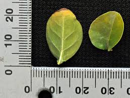 Image result for Coddia rudis