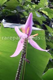 Image result for Musa sp. (Ornamental bananas)