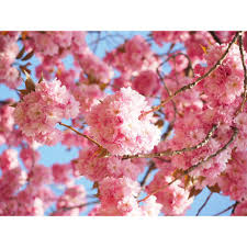 Flowering white red and pink colored dogwood trees are beautiful native trees surviving winters in almost every tate. Online Orchards Kwanzan Cherry Blossom Tree Bare Root Flch001 The Home Depot