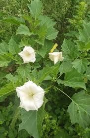 Image result for Datura ferox