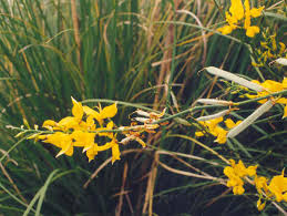 Image result for Spartium