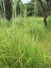 Image result for Habenaria uhehensis