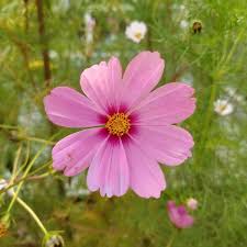Image result for Cosmos bipinnatus