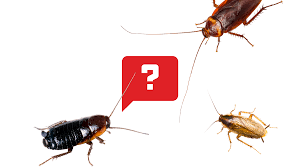 With a pestle or mortar, grind the leaves into a fine powder. How To Identify Cockroaches Types Of Roaches Ortho