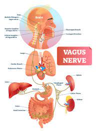 Acupuncture And The Vagus Nerve Morningside Acupuncture