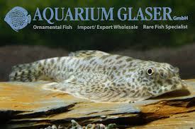 Image result for Kotschya speciosa