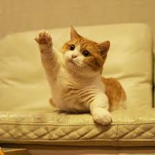 2.1 nature's variety instinct original. How To Raise A Kitten Reddit Arxiusarquitectura