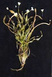 Image result for Ottelia kunenensis