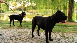 Trt Hd Cane Corso Telepati Unlu Kopekler Corsorium Gercekleri Youtube