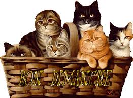 Résultat de recherche d'images pour "Bon dimanche chaton"