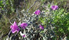 Image result for Podalyria