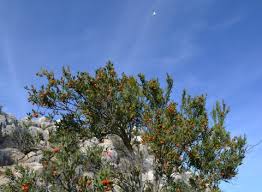 Image result for Osyris compressa