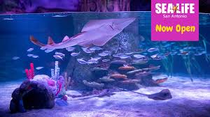 Salty fish aquariums was founded in october 2013. Sea Life Aquarium San Antonio Facebook