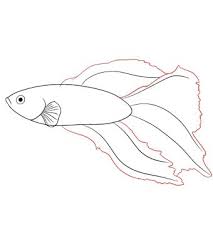 How To Draw A Betta Fish Draw Central In this tutorial, you will learn how to draw a cartoon fish. how to draw a betta fish draw central