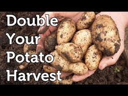 Boiled, baked, fried or roasted home grown potatoes taste best! Potato Growing Hack To Double Harvests Youtube