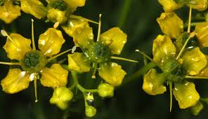 Image result for Vepris sansibarensis