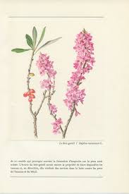 Image result for Daphne mezereum
