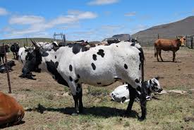 Beef And Dairy Cattle For Sale Eastern Cape Cattle For Sale Jersey Cattle Dairy Cattle