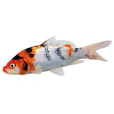 Check spelling or type a new query. Koi Grade A Fish For Sale Order Online Petco