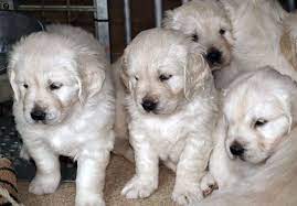An english cream golden retriever will generally live 11 to 12 years. English Cream Golden Retriever Puppies Puppies Dogs Golden Retriever Retriever