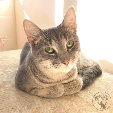 Find cats and kittens for adoption at the michigan humane society. This Is Rachel From Central Purrk That Is A Pet Cafe In Richmond Va It S A Cool Cafe That Fosters Cats Available For Adoption And Has Drinks For You To Enjoy Awhile