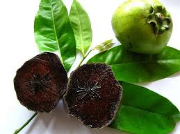 Image result for Diospyros batocana