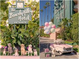 Nach jobs in beverly hills, ca suchen. Photographer Gray Malin Captures Dogs At The Beverly Hills Hotel
