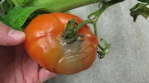 Image result for tomato seedling botrytis