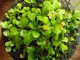 Image result for Genlisea