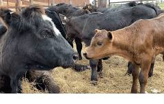 Breeding Cattle