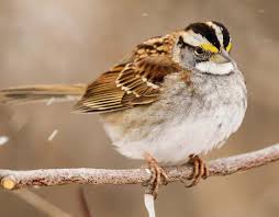Very rare north american vagrant. White Crowned Sparrow Missouri Department Of Conservation