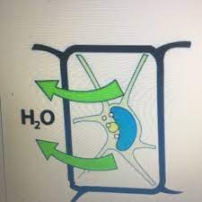 Check spelling or type a new query. Which Of The Following Statements Best Illustrates The Image Below A A Plant Cell In A Hypotonic Brainly Com