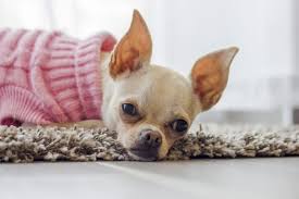 Small animal pets for apartments or small homes. Top 10 Small Dogs That Make Good Apartment Dogs Pet Problems Solved