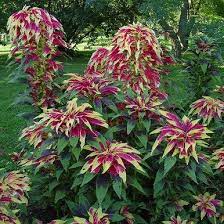 Plants reach 3' in height. Joseph S Coat Amaranthus Tricolor Josephs Coat Amaranthus Amaranth Plant